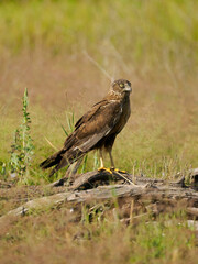 Marsh harrier, Circus aeruginosus