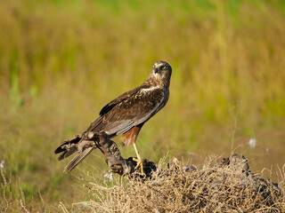 Marsh harrier, Circus aeruginosus