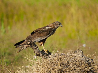 Marsh harrier, Circus aeruginosus