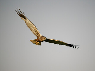 Marsh harrier, Circus aeruginosus