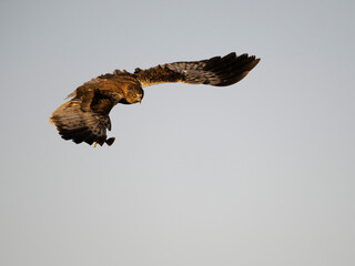 Marsh harrier, Circus aeruginosus