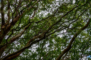Curly willow in the bright green of young leaves with budding buds.