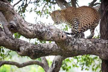 Fototapeta na wymiar Leopard in Tree | Sri Lankan Leopard 