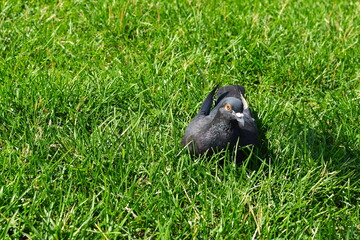 A feral pigeon sitting on green grass