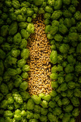 Green cones and barley grains in the shape of a beer bottle. Brewery concept background. Hop cones...