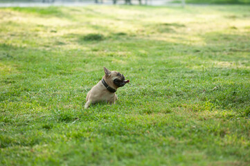 Bulldog on the green lawn. Pet on a walk. Hot summer day.