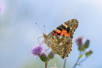 Painted lady butterfly (Vanessa cardui) rests in the evening sun.
