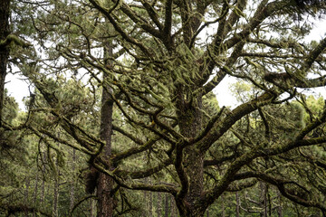 Lichen covered pine forest in Teide national park