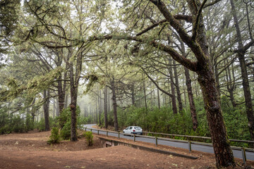 Scenic road to through the misty pine forest to Teide national park