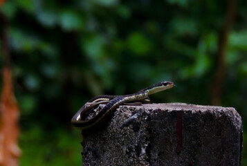 sneak on the rock in forest 