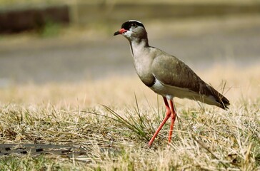 Crested Plover