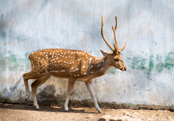 Deer in the forest 