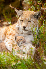 Fototapeta na wymiar Caring lynx mother and her cute young cub in the grass