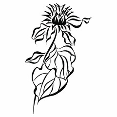 Wild burdock flower. Black and white stylized vector drawing. Medicinal plant burdock isolated on white background vector illustration. Linear drawing.
