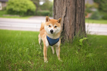 Naklejka na ściany i meble Shiba inu dog Red-haired Japanese dog outside