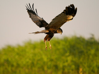 Marsh harrier, Circus aeruginosus