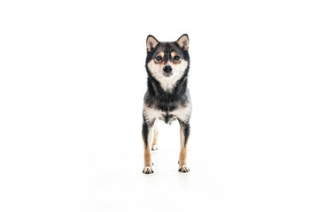 Black Shiba inu dog Japanese dog on studio white