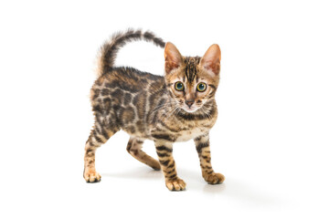 cute baby bengal on the white surface