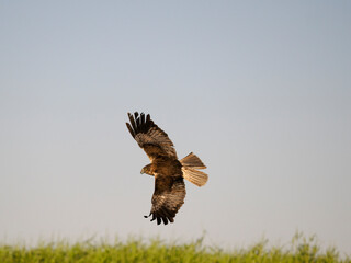Marsh harrier, Circus aeruginosus