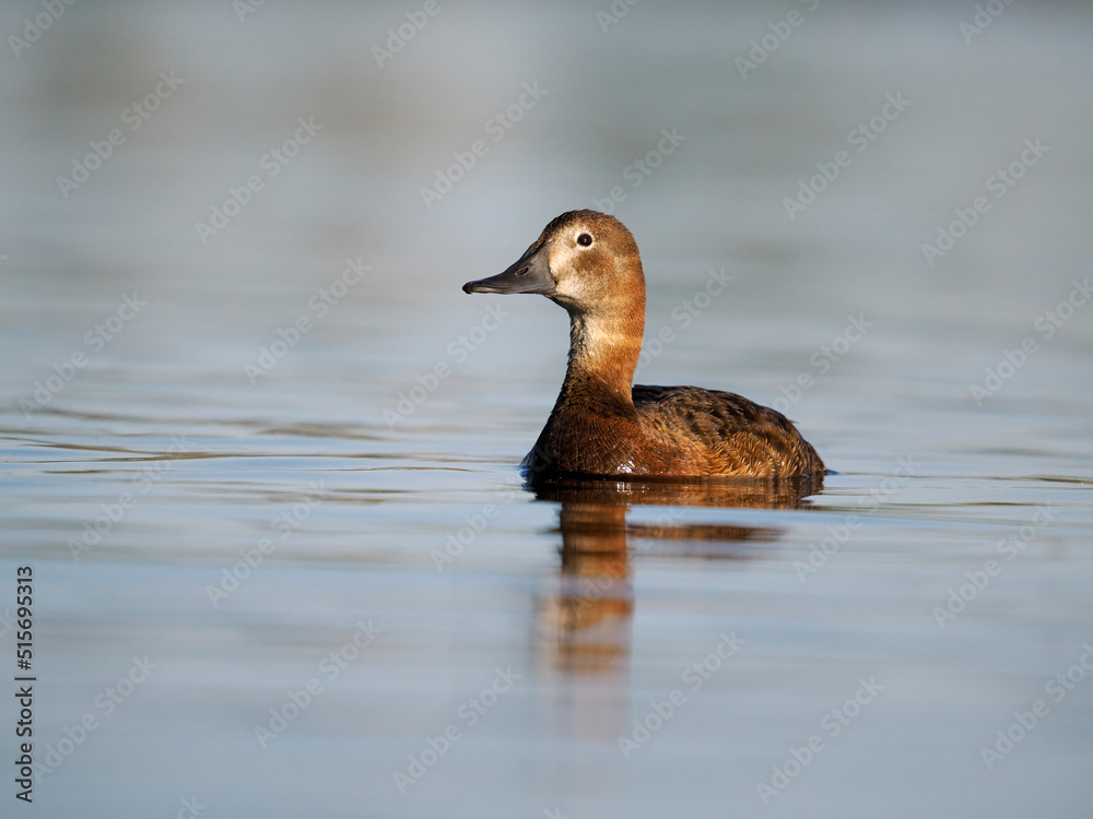 Sticker Northern pochard, Aythya ferina,