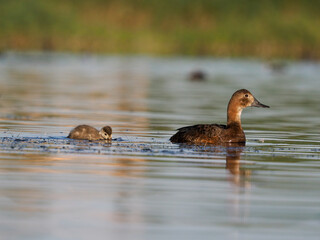 Northern pochard, Aythya ferina,