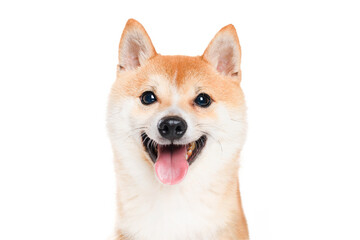 Shiba inu dog Red-haired Japanese dog on studio white