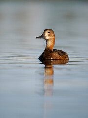 Northern pochard, Aythya ferina,