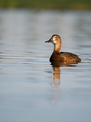 Northern pochard, Aythya ferina,