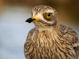 Stone curlew, Burhinus oedicnemus