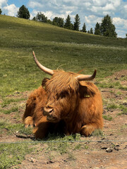 Hochlandrind auf der Weide