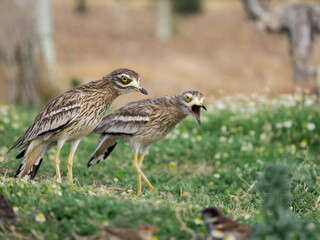 Stone curlew, Burhinus oedicnemus