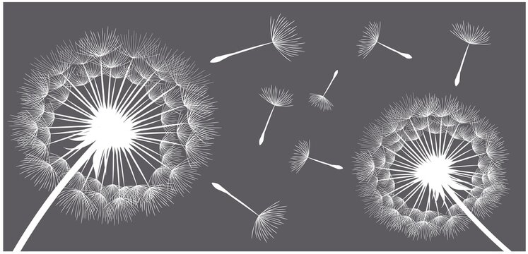 Vector illustration of dandelions on a dark background background.
Silhouette with flying dandelion buds. EPS10 for wall decor,  wallpaper,  postcards, posters etc. Wall art for decor. 