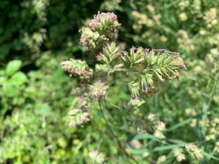 Grashalm in Blüte im Frühling