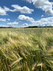 Getreidefeld im Sonnenlicht im Ruhrgebiet