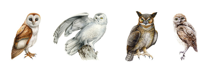 Various owls watercolor set. Hand drawn barn owl, snowy, burrowing, great horned owl on white background. Forest wildlife avians