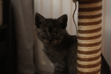 young kitten portrait at home