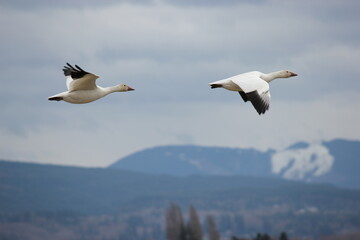 Snow Geese