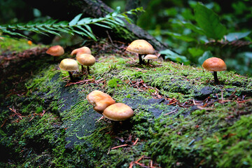 mushrooms in the forest
