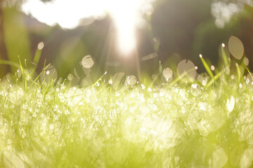 dreamy morning drops of dew
