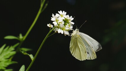 Butterfly cabbage eats nectar on a flower..j © Rbizon