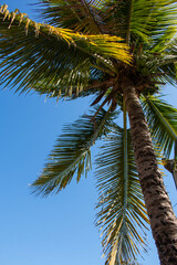 Fototapeta premium Big palm tree with green coconuts with blue sky in Buzios city, Brazil. 