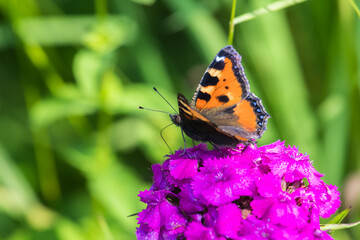 A butterfly sits on a flower
