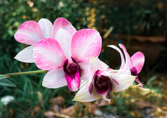 Orchid flowers in the outdoor garden