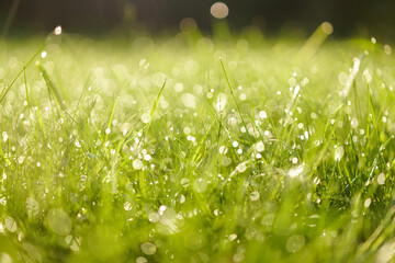 morning dew on grass