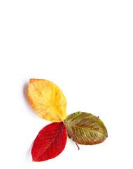 Top view flat lay of yellow, green and red autumn leaves close up at the bottom  on white background. Warm color template leaf fall concept with copy space