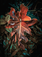 closeup nature view of leaf background, dark nature concept, tropical leaf