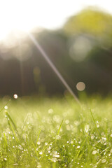 morning sunbeam on drops of dew