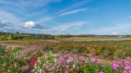 A field full of flowers