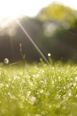 morning sunbeam on drops of dew