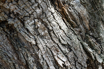 high resolution texture or background of peeling, rind, bark, crust of an olive tree